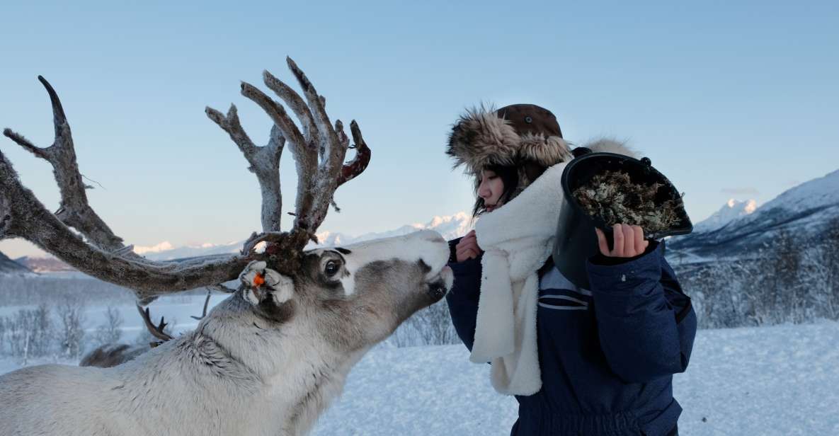 Tromsø: Reindeer Feeding and Sami Cultural Experience - Review Summary