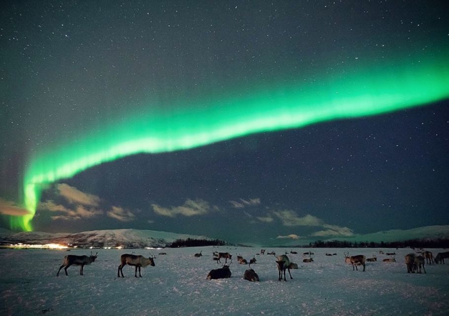 Tromsø: Reindeer Feeding With Chance of Northern Lights - Booking Information