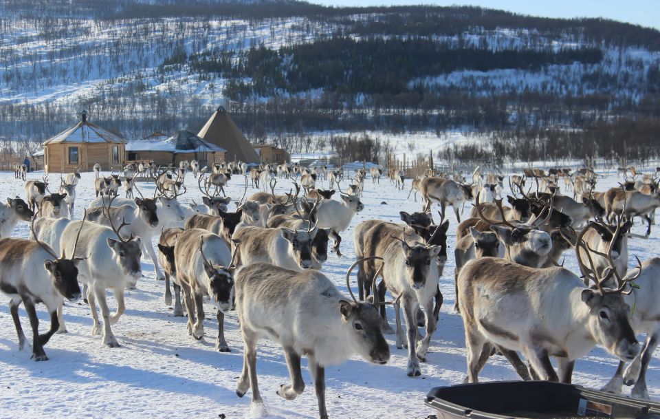 Tromsø: Reindeer Ranch and Sami Cultural Tour With Lunch - Experience Inclusions