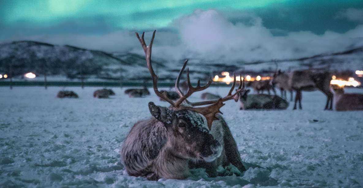 Tromsø: Reindeer Sled, Dinner, and Northern Lights Day Trip - Tour Description