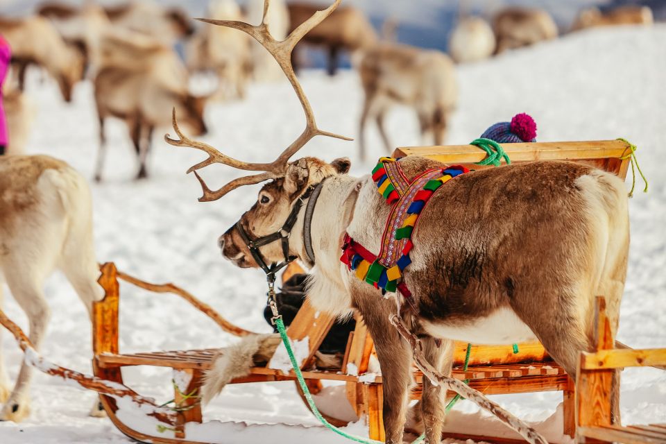 Tromsø: Reindeer Sledding & Feeding With a Sami Guide - Booking Options