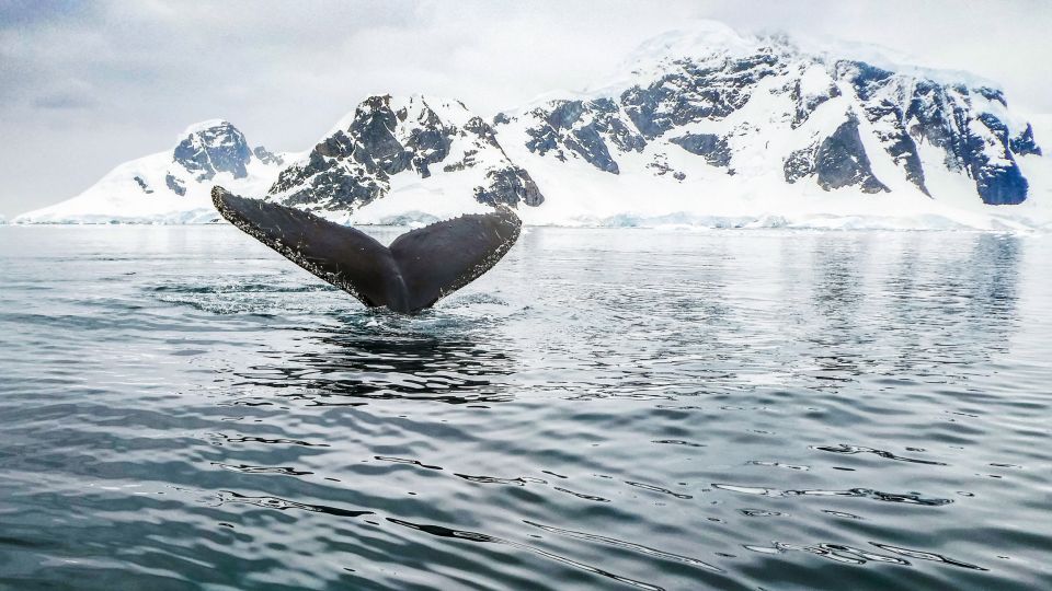 Tromsø: Whale Watching Tour by Hybrid-Electric Catamaran - Activity Description