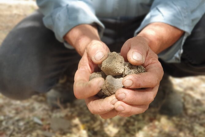 Truffle Hunting, Culinary & Wine Celebration From Elounda - Meet the Lagotto Romagnolo Dogs