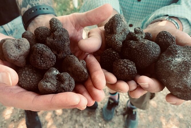 Truffle Hunting in Tuscany - Tuscany Truffle Varieties to Discover