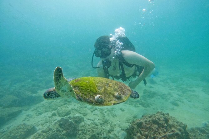 Try Scuba Diving & Snorkeling With BBQ Lunch in Fujairah - Scuba Diving and Snorkeling Experience