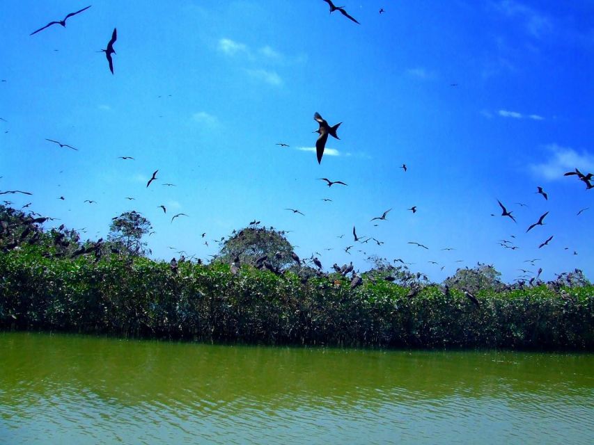 Tumbes: Mangrove National Sanctuary - Biodiversity Exploration