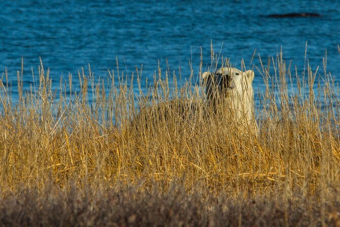 Tundra Buggy Summer Day Tours - Location and Departure Details