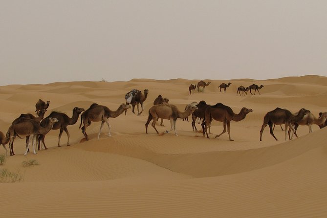 Tunisia Desert 7-Day Private Tour  - Djerba - Travel Logistics
