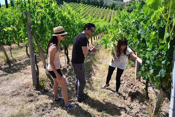 Tuscany Region Guided Small-Group Wine Tasting From Florence - Culinary Delights
