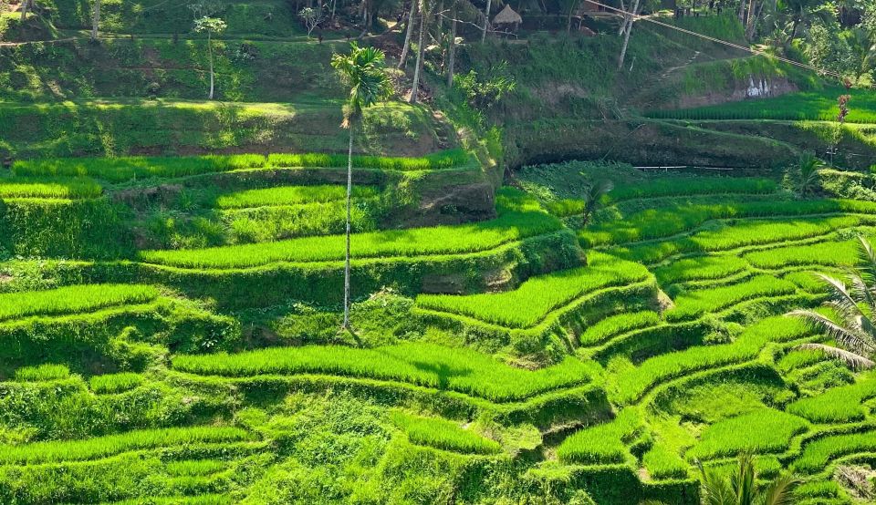 Ubud: Monkey Forest, Rice Terrace & Waterfall Guided Tour - Experience
