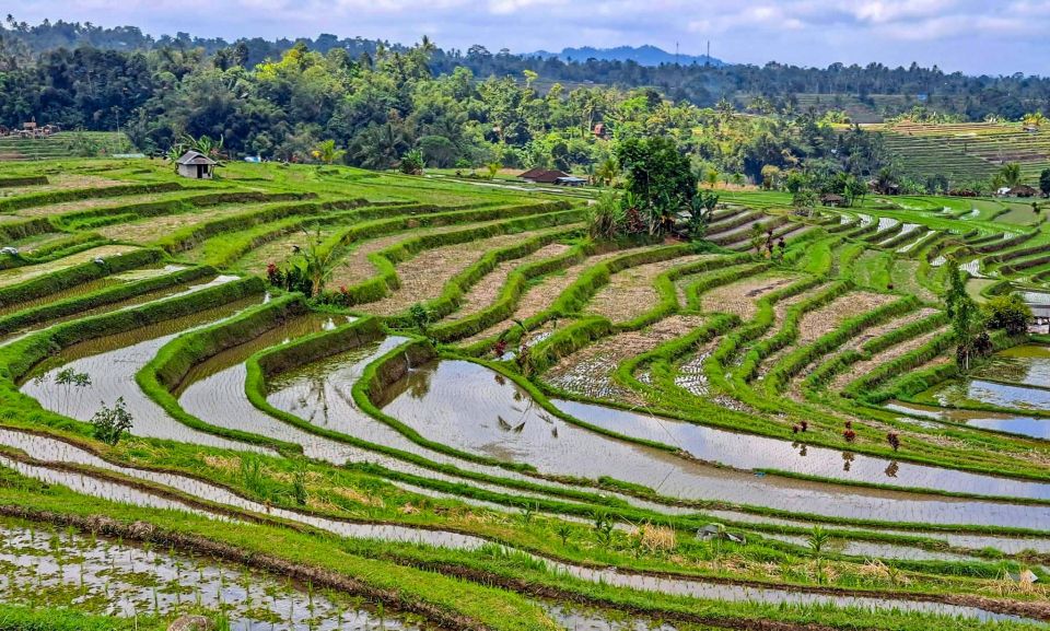 Ubud: Monkey Forest, Waterfall & Rice Terraces Guided Tour - Booking and Payment Information