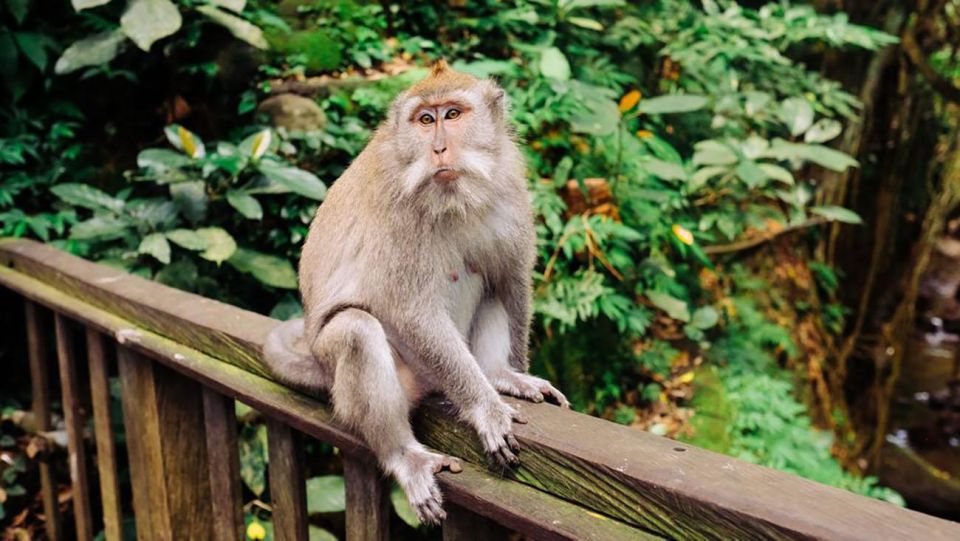 Ubud Sightseeing & Monkey Forest Tour - Additional Information