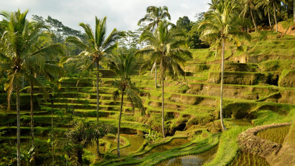 Ubud Tours All In : Monkey Forest, Tegalalang, Tirta Empul - Full Activity Description