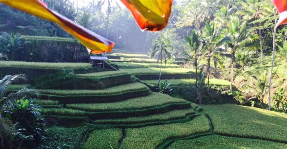 Ubud & Volcano Hot Springs Tours - Experience Highlights and Reviews