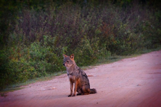 Udawalawe National Park 4 Hours Safari Tour - Booking and Cancellation Policy