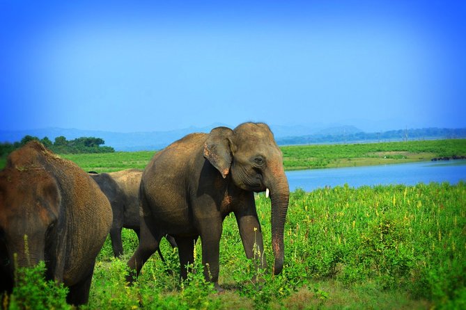 Udawalawe National Park Full Day Safari Tour - Tour Operator Information