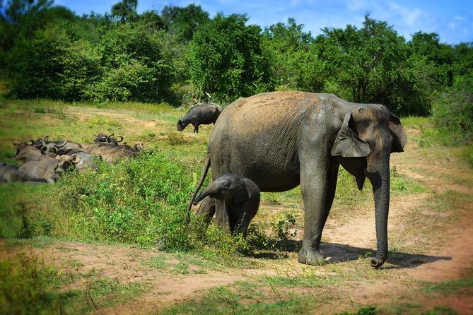 Udawalawe National Park Half Day Safari Tour - Expert Guides