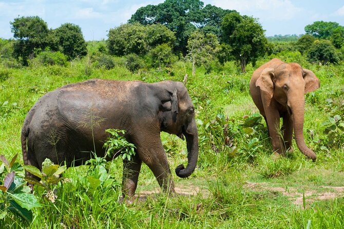 Udawalawe National Park Jeep Safari From Ella / Bandarawela - Meeting and Pickup Details