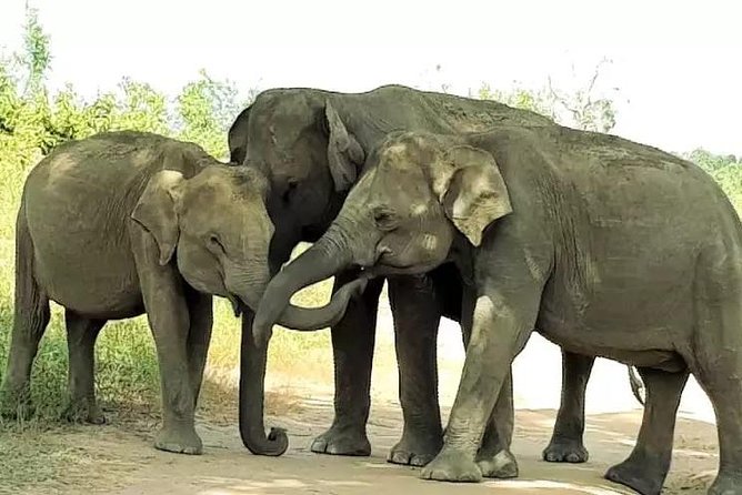 Udawalawe National Park Private 4-Hour Safari - Meeting and Pickup Information