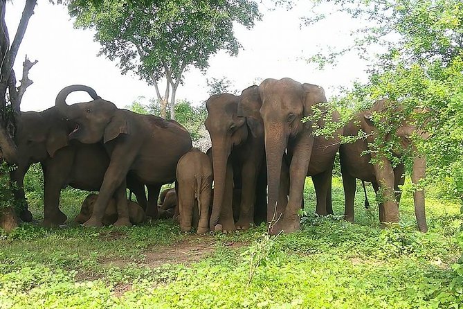 Udawalawe National Park Private 4 Hours Safari Tour - Additional Information