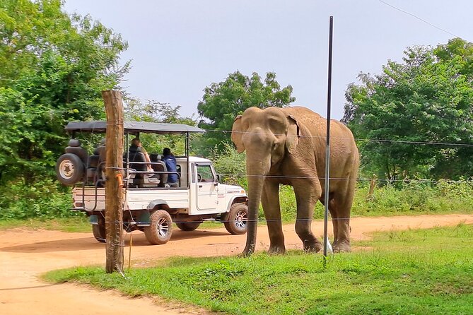 Udawalawe National Park Private Safari With Meal and Transfers  - Galle - Questions and Additional Information