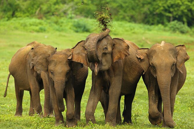 Udawalawe National Park Safari From Weligama - Booking Process and Cut-off Times