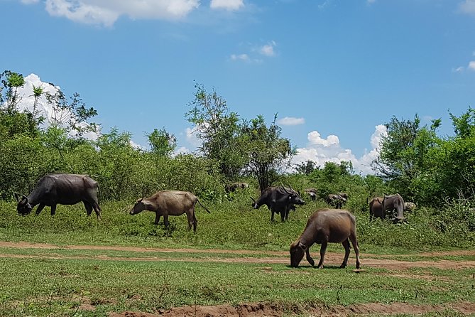 Udawalawe National Park Safari Trip From Galle/Mirissa/Ella - Important Additional Information