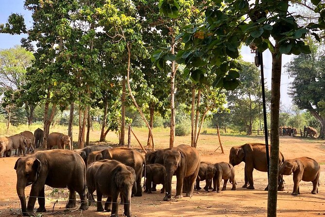 Udawalawe National Park Safari With Elephant Transit Home Visit - Personalized Guided Tours