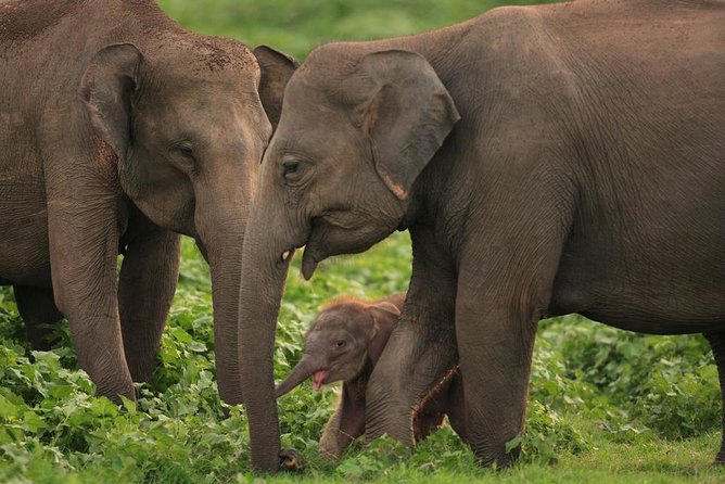 Udawalawe National Park Safari With Elephant Transit Home Visit - Cancellation and Refund Policy