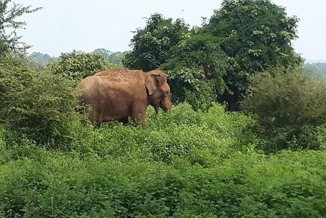 Udawalawe National Park Safari With Naturalist - Expectations and Tour Details