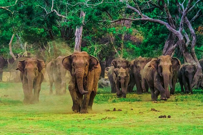 Udawalawe National Park Safari - Meeting and Pickup Information