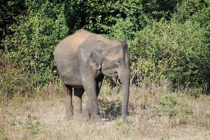 Udawalawe Safari Day Tour From Bentota and Its Surrounding Areas - Booking Information