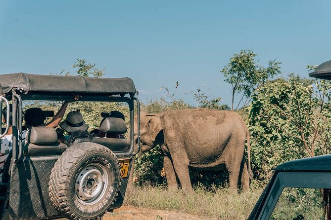 Udawalawe Safari & Elephant Transit Home Visit With Lunch From Hambantota Harbor - Common questions