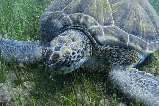 Underwater Sightseeing - Individual Dive Trip Under Tenerife - Cancellation Policy