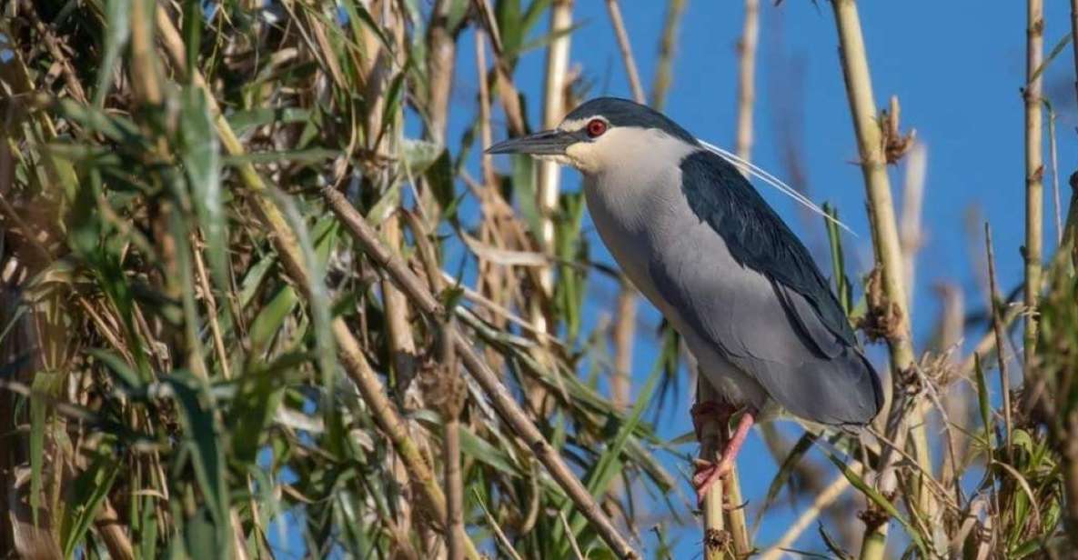 Valada Do Ribatejo: Tejo River Birdwatching Experience - Booking Details