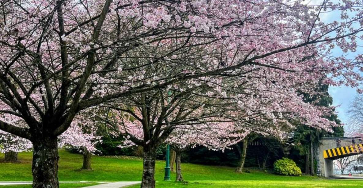 Vancouver City Tour With Cherry Blossom Festival Private - Guided Tour Details