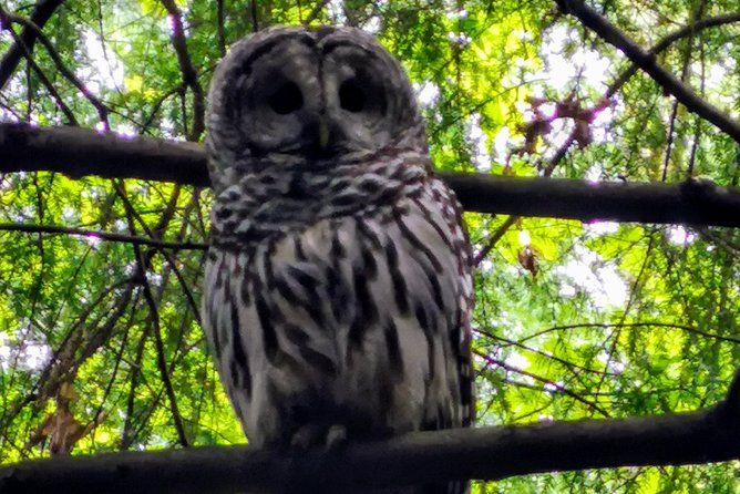 Vancouver Island Rainforest Guided Hike With Private Guide - Positive Experiences Shared