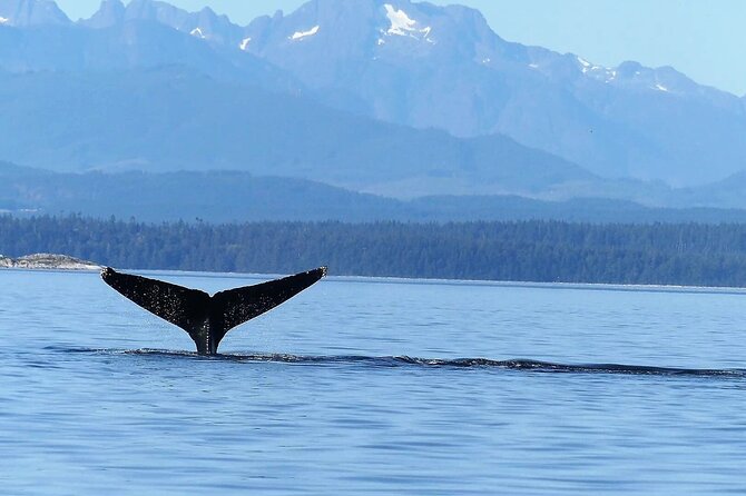 Vancouver Island Whales, Wildlife and Culture - Booking Information