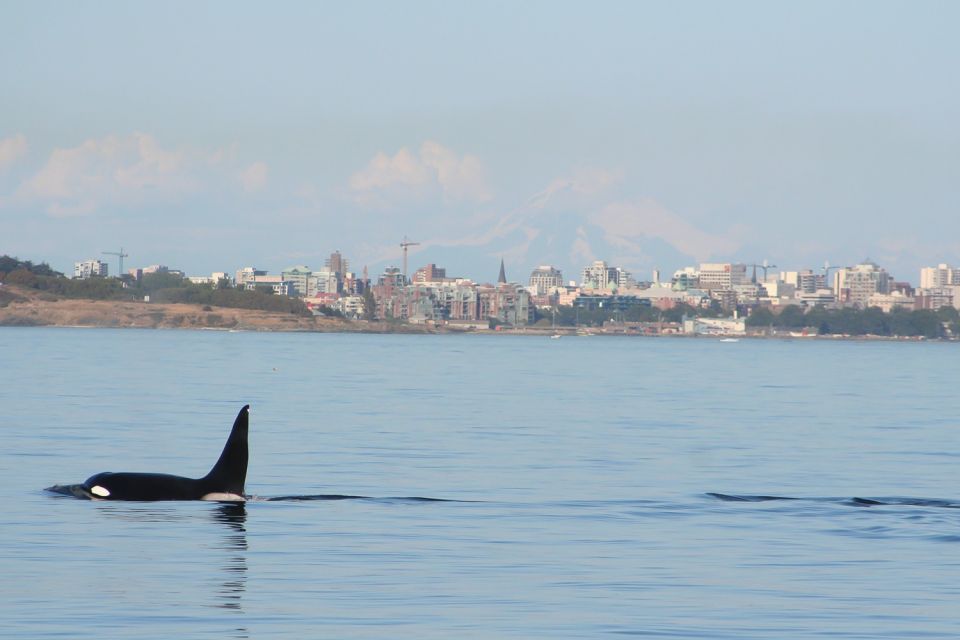 Victoria: 3-Hour Zodiac Whale-Watching Tour - Review Summary of the Tour