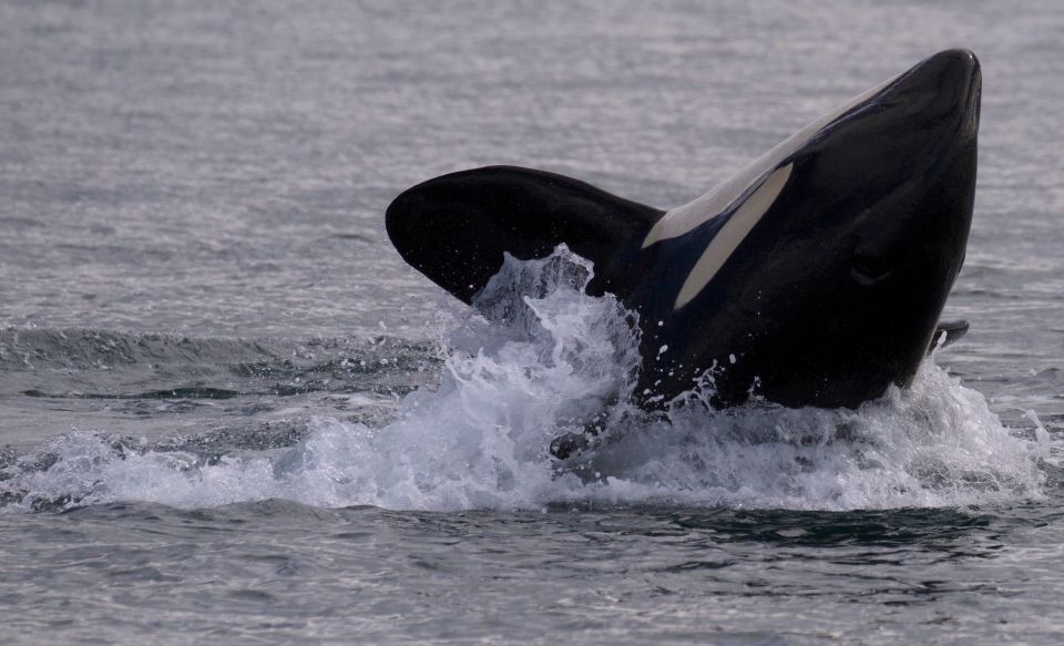 Victoria, BC: 3-Hour Ultimate Whale & Marine Wildlife Tour - Booking Flexibility and Cancellation Policy