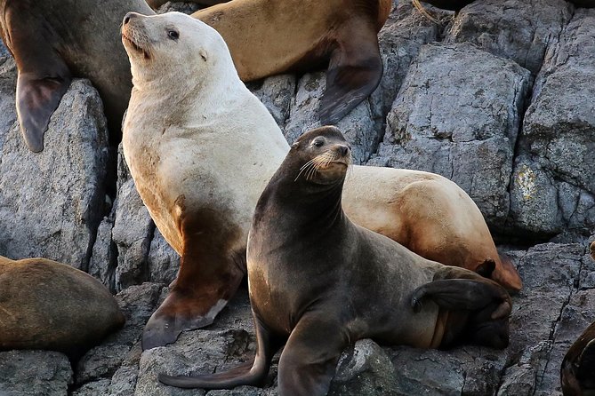 Victoria Marine Wildlife Tour - Facilities Provided