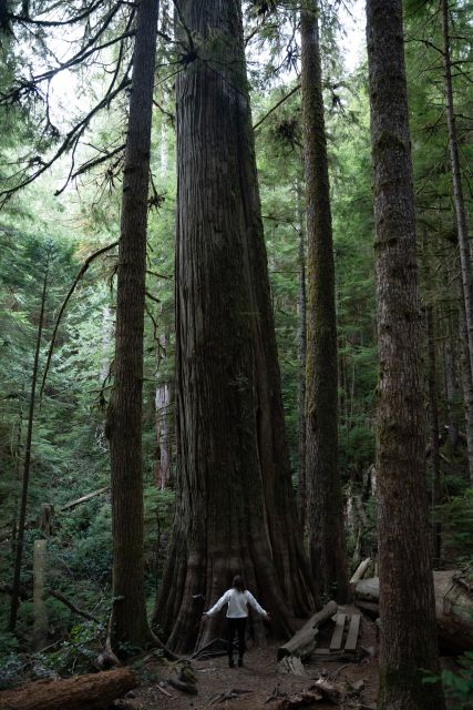 Victoria or Nanaimo; West Coast Big Tree Coastal Adventure - Scenic Drives