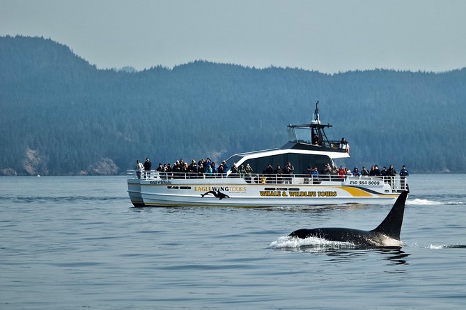 Victoria Whale and Wildlife Cruise - Customer Experience