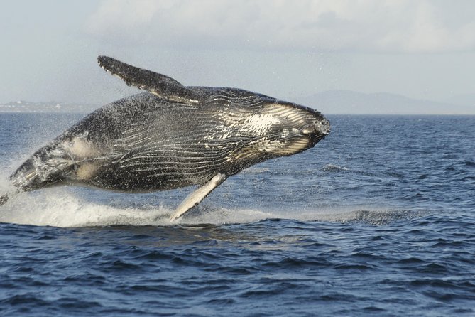 Victoria Whale Watch Tour - Logistics and Requirements