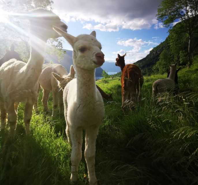 Vik: Hiking Tour With Farm Visit - Full Description