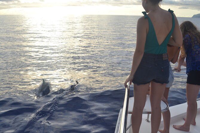 VipDolphins Luxury Whale Watching - Customer Reviews