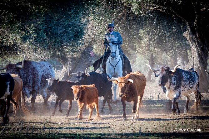 Visit Alvaro Domecq Horses and Brave Bulls in Freedom - Immerse in Spanish Culture and History