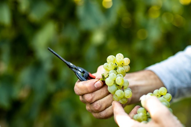 Visit and Wine Tasting at Tenuta La Cà - Vineyard Tour Information