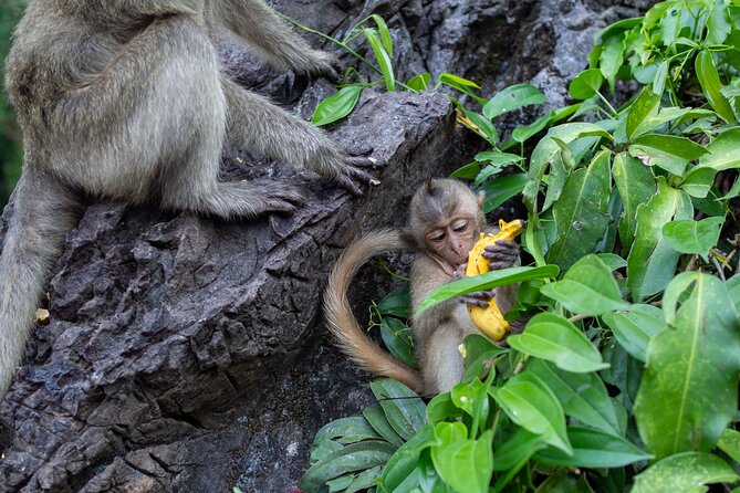 Visit of Lopburi, the Monkeys City, From Bangkok With Your English-Speaking Guide - Support and Contact Details