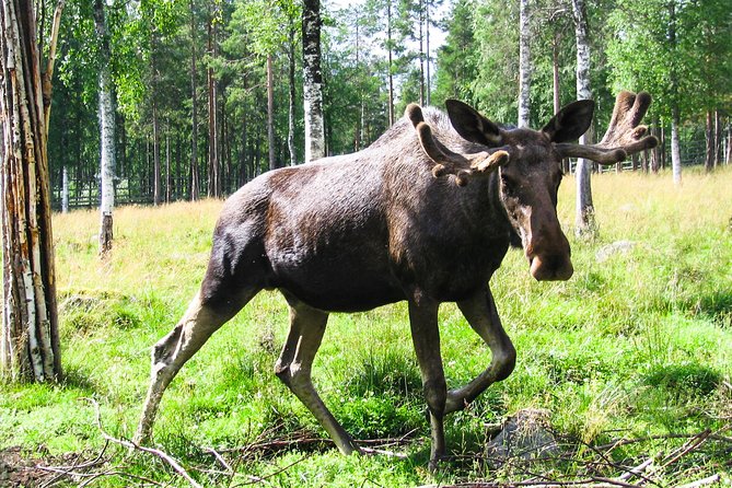 Visit Ranua Arctic Wildlife Park - Common questions